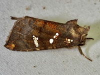Papaipema cerussata