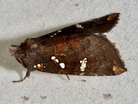 Papaipema cerussata
