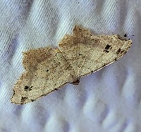 Macaria aequiferaria