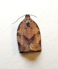 Choristoneura rosaceana