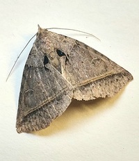 Celiptera frustulum