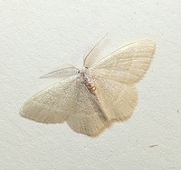 Chlorochlamys chloroleucaria