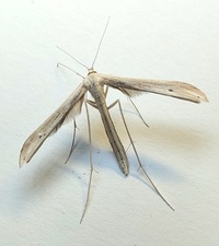 Hellinsia balanotes