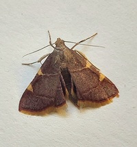 Hypsopygia olinalis