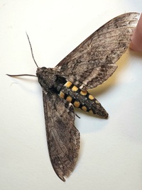 Manduca sexta
