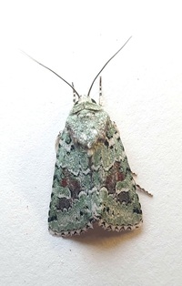 Lacinipolia laudabilis complex