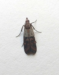 Plodia interpunctella