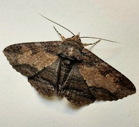 Zale lunata