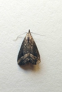 Hypenopsis calusa