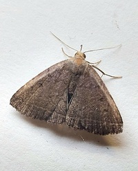 Zanclognatha unidentified species
