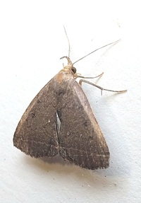 Zanclognatha unidentified species