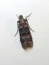 Dioryctria taedivorella