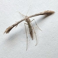 Pselnophorus belfragei