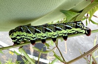 Eumorpha fasciatus