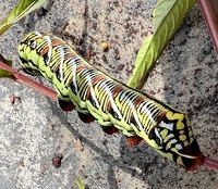 Eumorpha fasciatus