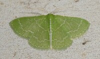 Synchlora frondaria