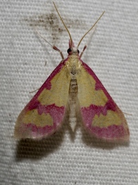Choristostigma roseopennalis