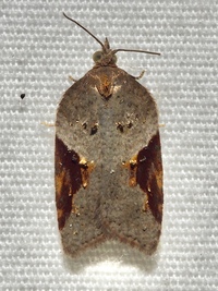 Acleris macdunnoughi