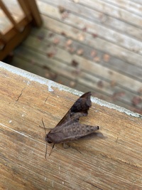 Enyo lugubris