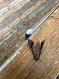 Enyo lugubris