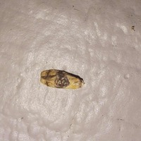 Amphiphala liatriana