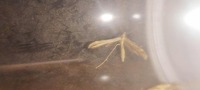 Lioptilodes albistriolatus