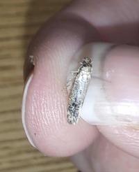 Niditinea fuscella
