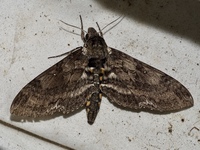Manduca sexta