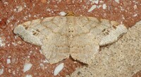 Macaria aemulataria