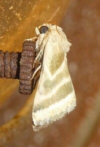 Schinia trifascia
