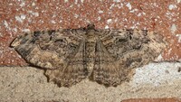 Rheumaptera meadii