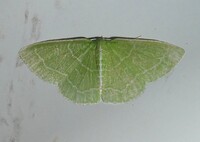 Synchlora aerata