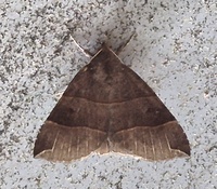 Parallelia bistriaris