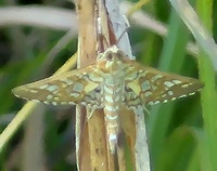 Epipagis fenestralis