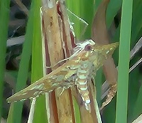 Epipagis fenestralis