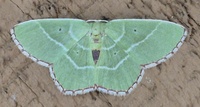 Nemoria saturiba