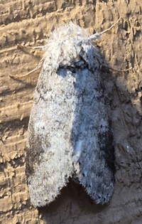 Lochmaeus manteo
