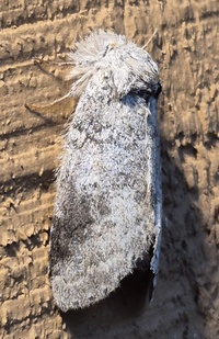 Lochmaeus manteo