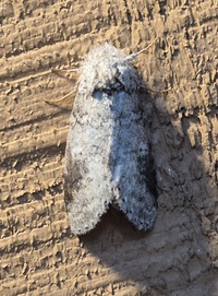 Lochmaeus manteo