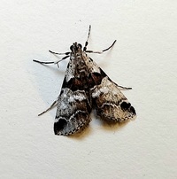 Tallula atrifascialis