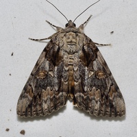 Catocala neogama