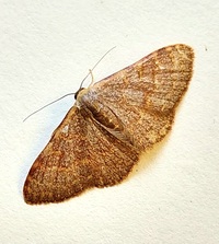 Leptostales pannaria