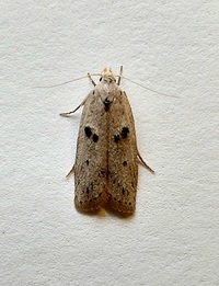 Scythropiodes issikii
