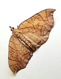 Eulithis gracilineata