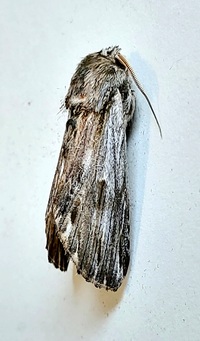Ianassa lignicolor