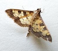 Diacme adipaloides