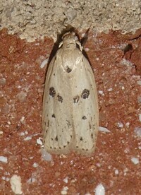Scythropiodes issikii