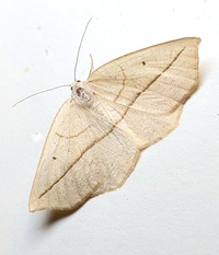 Eusarca confusaria