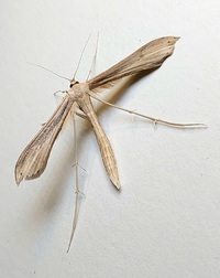 Hellinsia balanotes