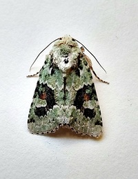 Lacinipolia laudabilis complex